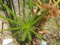 Cyperus alternifolius subsp. flabelliformis